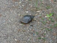 Eastern painted turtle 4 nesting eggs near Headquarters (Jun 2020)