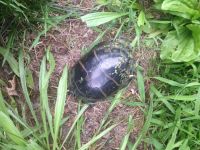 Eastern painted turtle (Jul 2015)