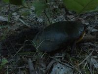 Eastern painted turtle preparing egg nest,Unexpected Wildlife Refuge photo