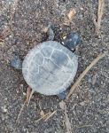 Eastern painted turtle baby near Miller House (Mar 2019)
