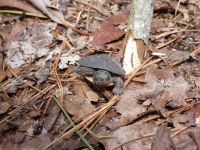 Eastern painted turtle hatchling near Headquarters, on way to main pond (Apr 2020)
