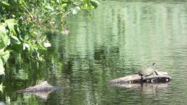 Eastern painted turtle in main pond (Jun 2019)