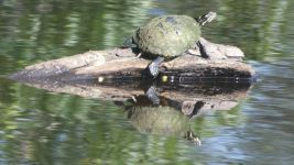 Eastern painted turtle in main pond (Jun 2019)
