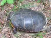 Eastern painted turtle, photo by Dave Sauder (May 2019)