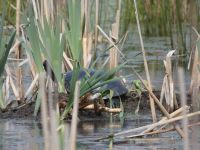 Eastern painted turtle amongst reeds in Miller Pond (Apr 2020)