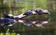 Eastern painted turtles on log in main pond, photo by Leor Veleanu