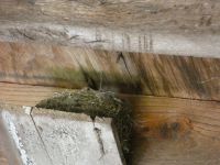 Eastern phoebe nestlings inside nest in cabin barn garage (Jun 2020)