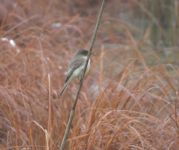 Eastern phoebe at Miller Pond, Unexpected Wildlife Refuge photo