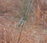 Eastern phoebe with spider, on reed in Miller Pond, after swallowing (Dec 2019)