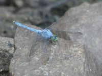 Eastern pondhawk dragonfly male on rock near Miller Pond (Jul 2020)