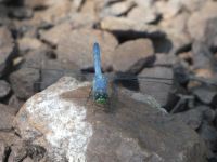Eastern pondhawk dragonfly maturing male at Miller Pond (Jun 2020)