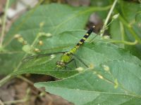 Eastern pondhawk dragonfly, young male, near Headquarters (May 2020)