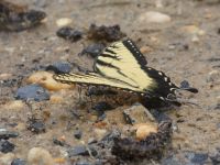 Eastern tiger swallowtail butterfly male near Headquarters (Jul 2020)