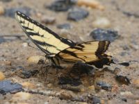 Male eastern tiger swallowtail butterfly near Headquarters, Unexpected Wildlife Refuge photo