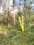 Eastern white pine new growth (Apr 2019)