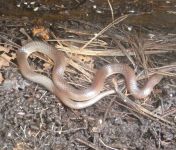 Eastern worm snake near Miller House (Jul 2019)