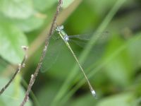 Elegant spreadwing damselfly male along main pond dike (Jun 2020)