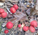 Emetic russula mushroom north of Miller House (Oct 2018)