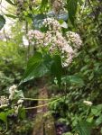 English ivy along wetland walkway (Sep 2017)