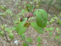 Finger gall mite on black cherry leaves near main pond (Apr 2019)