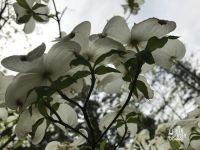 Flowering dogwoods at Refuge in spring, photo by Mike McCormick (Apr 2017)