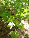 Flowering dogwood (May 2019)