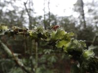 Foliose lichen (Mar 2017)