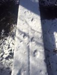 Footprints in the snow, Unexpected Wildlife Refuge photo