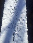 Footprints in the snow, Unexpected Wildlife Refuge photo