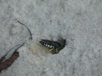 Four-banded stink bug hunter wasp burying stink bug prey near Headquarters (Jul 2020)