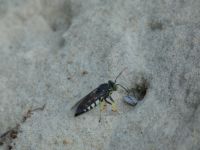 Four-banded stink bug hunter wasp