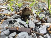 Fowler's toad amongst rocks (May 2016)