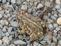 Fowler's toad near cabin, by Dave Sauder (May 2018)
