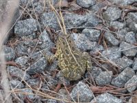 Fowler's toad near Miller Pond (Apr 2020)