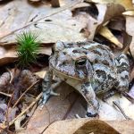 Fowler's toad at Squirrel Haven, Unexpected Wildlife Refuge photo