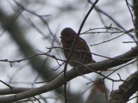 Fox sparrow (Feb 2018)