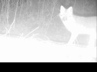Fox caught by trail camera, Unexpected Wildlife Refuge photo