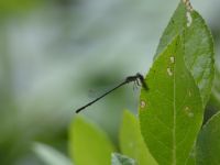 Fragile forktail damselfly female, with water mites on body, along main pond dike (Jun 2020)