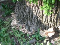 Fungi on tree, photo courtesy Dave Sauder