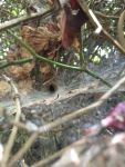 Funnel-web spider web, Unexpected Wildlife Refuge photo