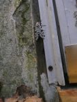Giant leopard moth at Miller House (Jun 2020)