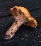 Golden chanterelle fungus found on the ground (Aug 2017)