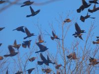 Grackles, red-winged blackbirds and starlings in flight (Dec 2017)