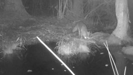 Gray fox on trail camera