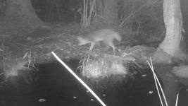 Gray fox, trail camera photo