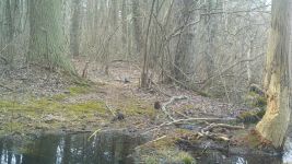 Eastern gray squirrel and hermit thrush (foreground) near Bluebird Trail, via trail camera (Mar 2020)