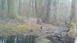 Eastern gray squirrel near Bluebird Trail, via trail camera (Mar 2020)