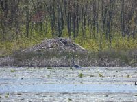 Great blue heron in main pond near beaver lodge, 1 (turtle shell on lodge) (May 2020)