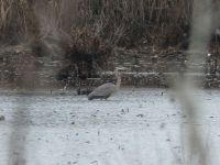 Great blue heron in main pond (Dec 2018)