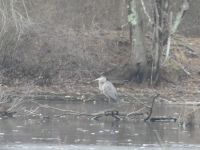 Great blue heron in main pond (Dec 2018)